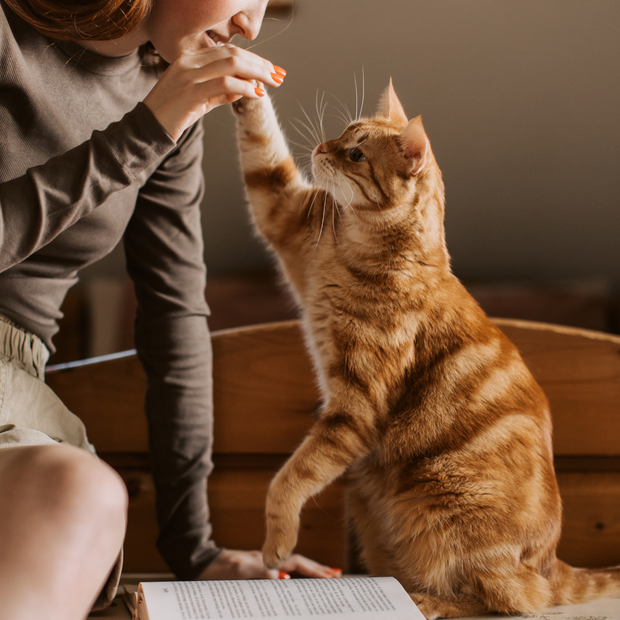 Banner image for: <h2>守護毛孩</h2>