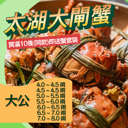 江蘇太湖靚蟹，每天新鮮到港